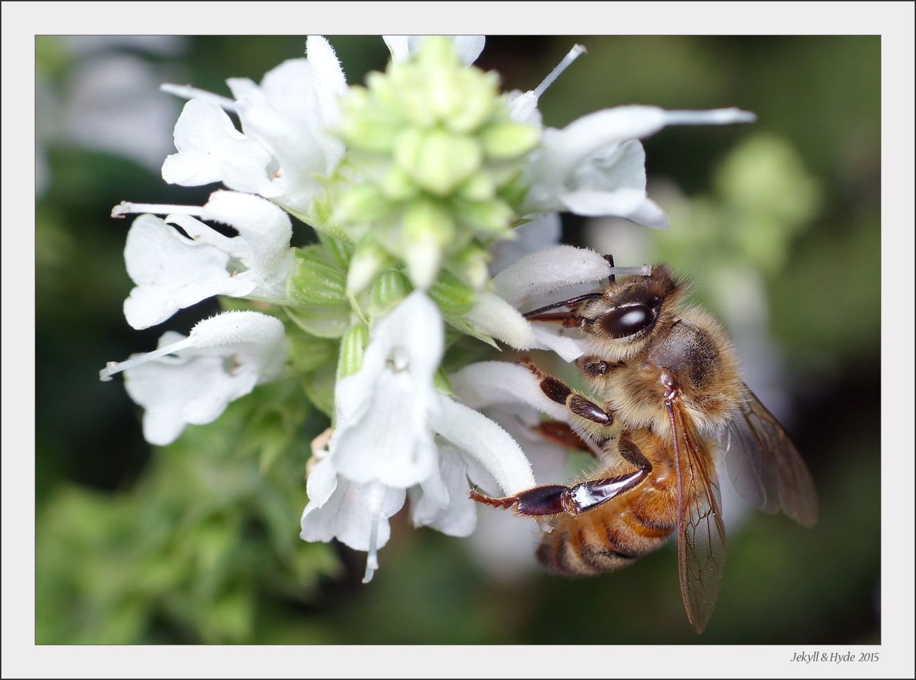 Honeybee