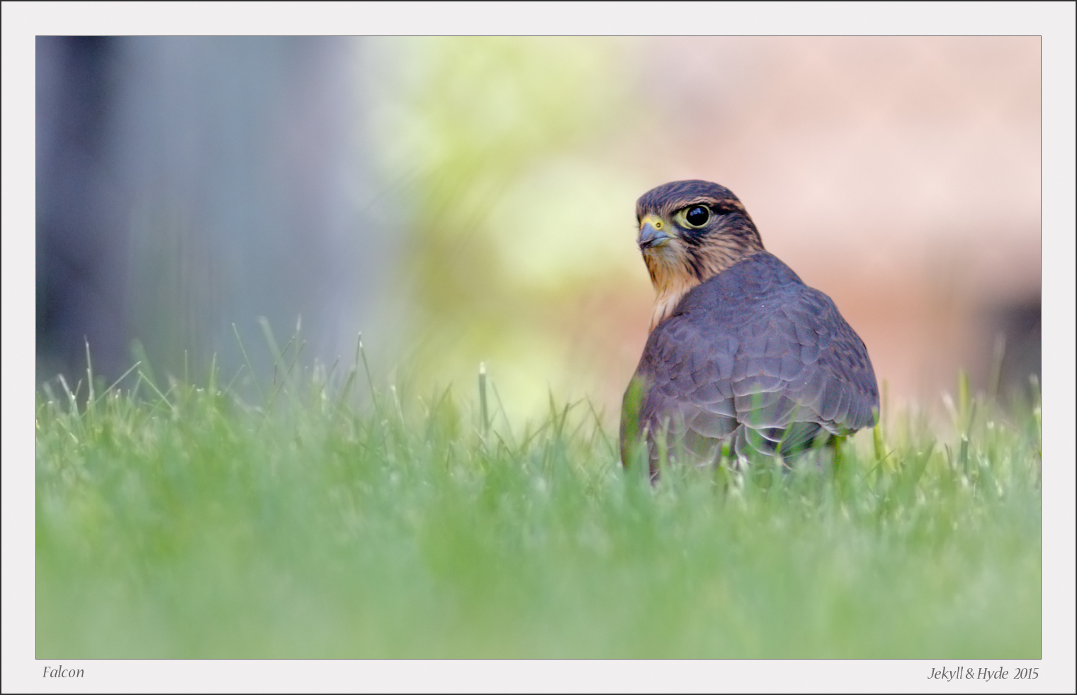 Merlin Falcon