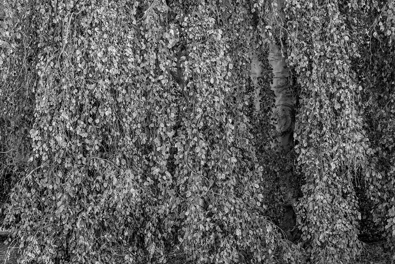 20151109-_DSC0883-2.jpg