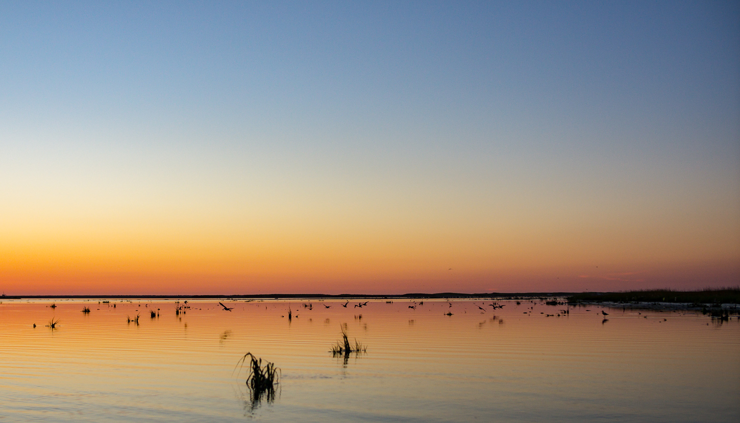 August : Shorebirds and seagulls at dawn, Nauset Marsh