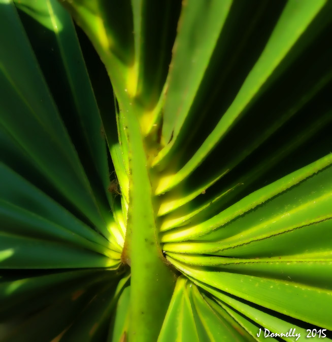 Palm Frond