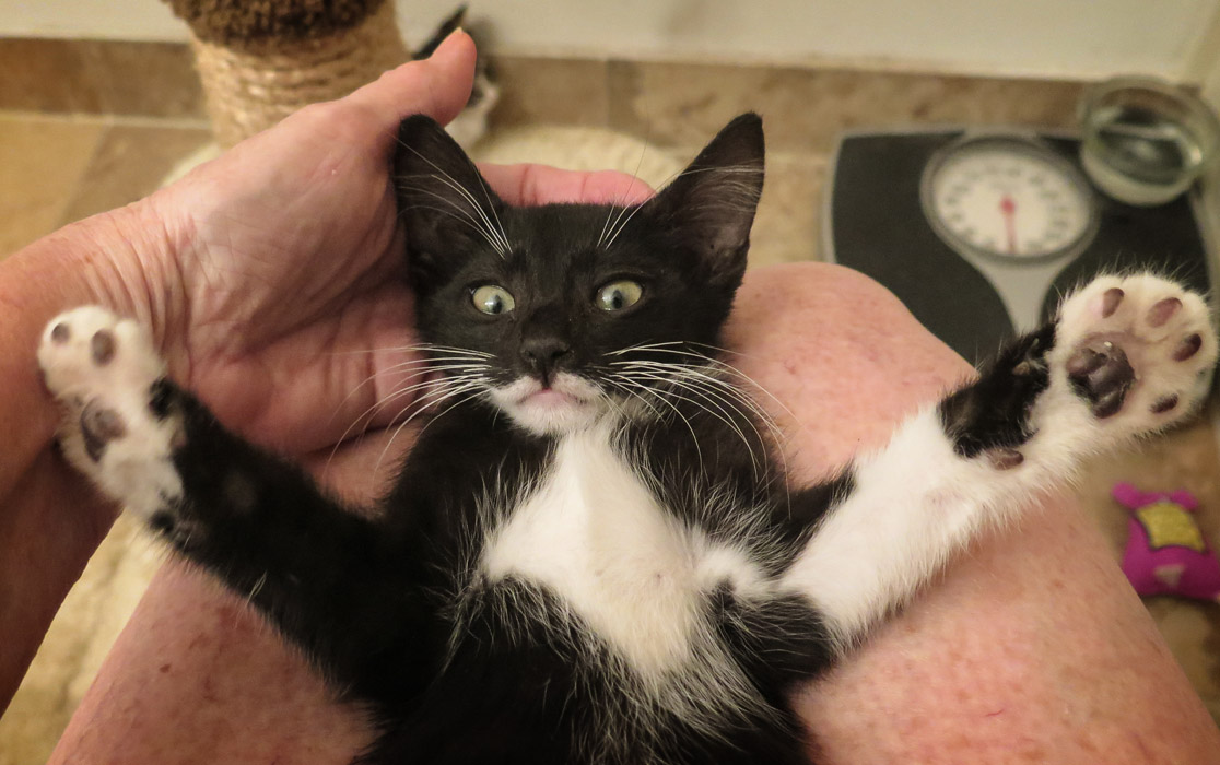 Foster Kitten Simon