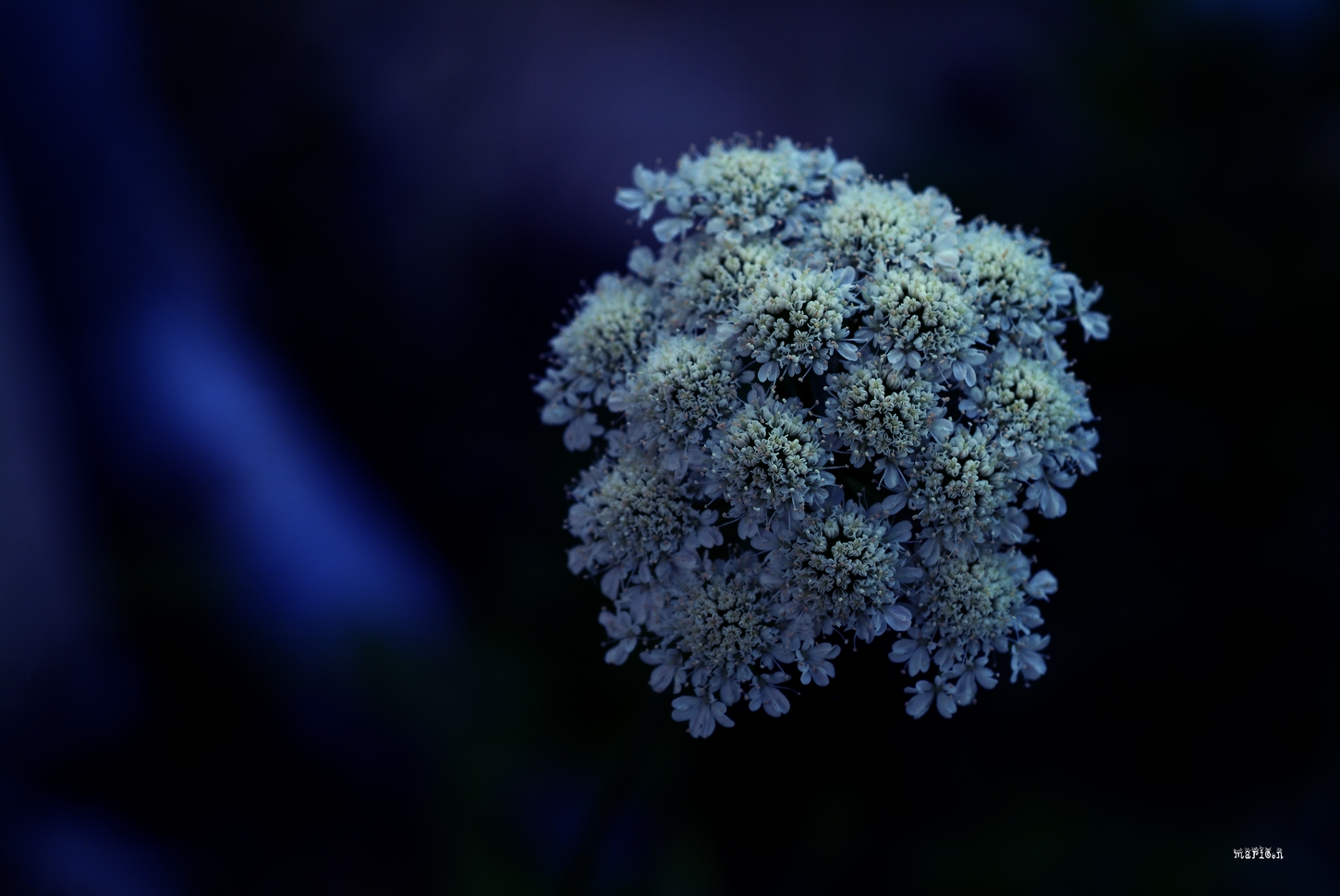 DSCF0199