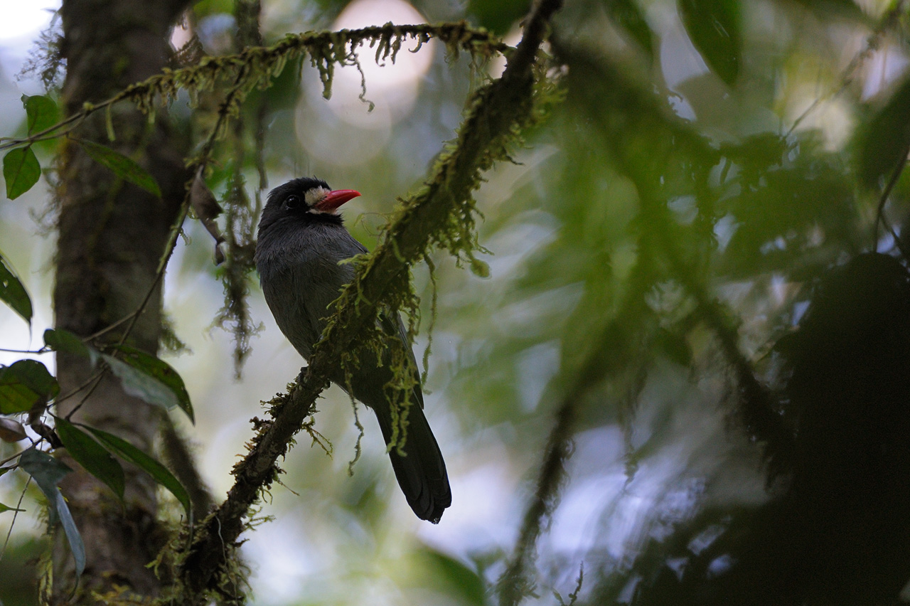 White-fronted Nunbird