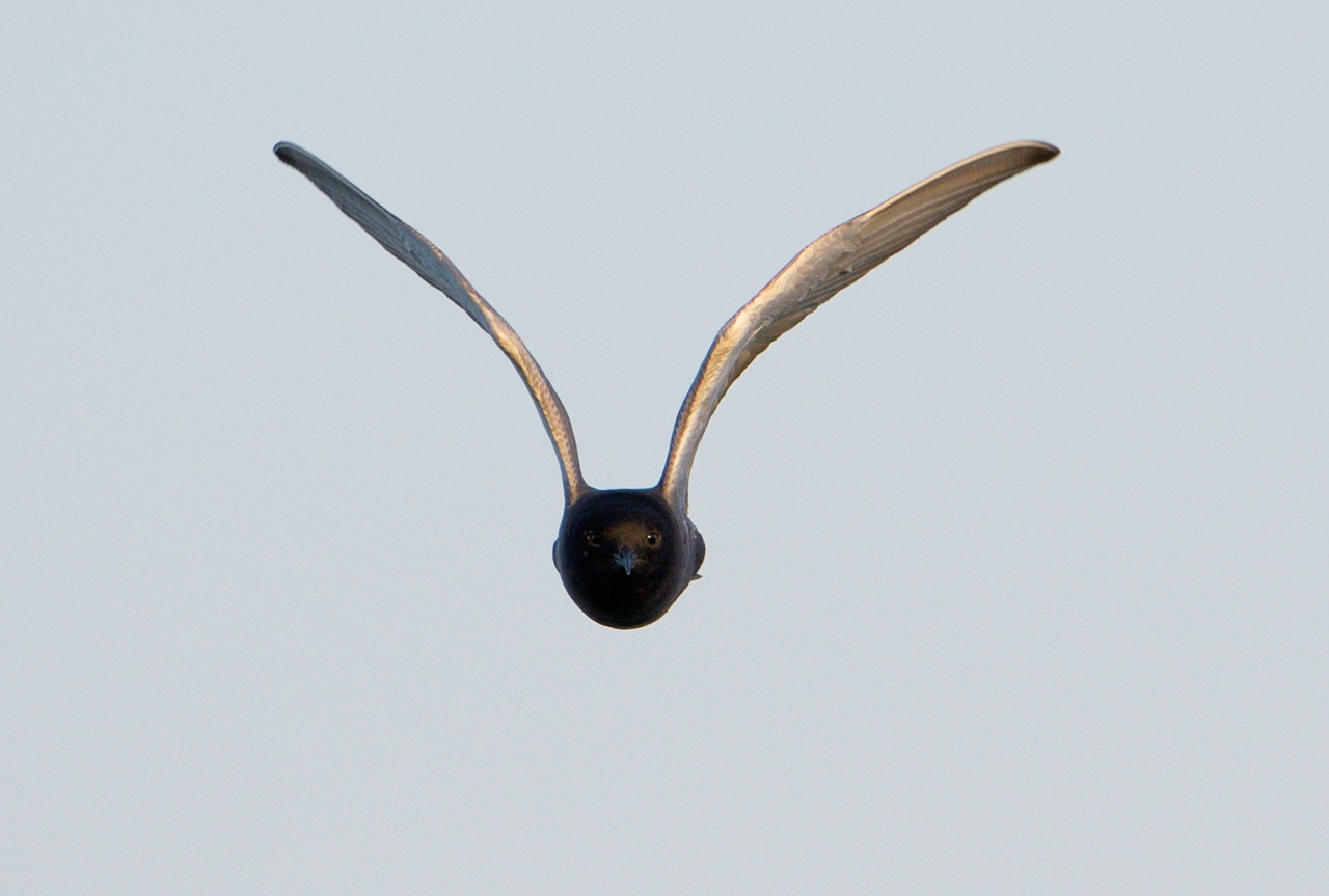 Svarttrna (Chlidonias niger) 