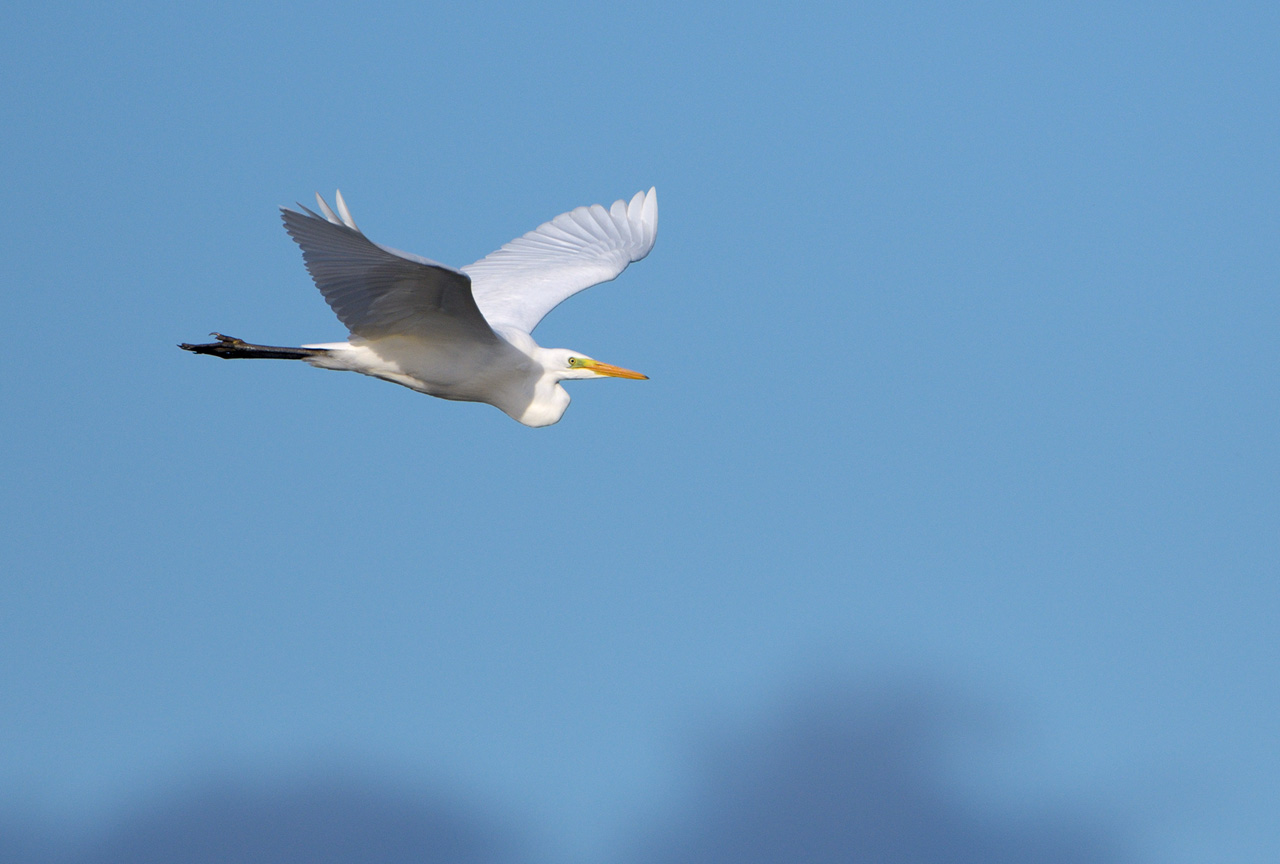 gretthger (Ardea alba)