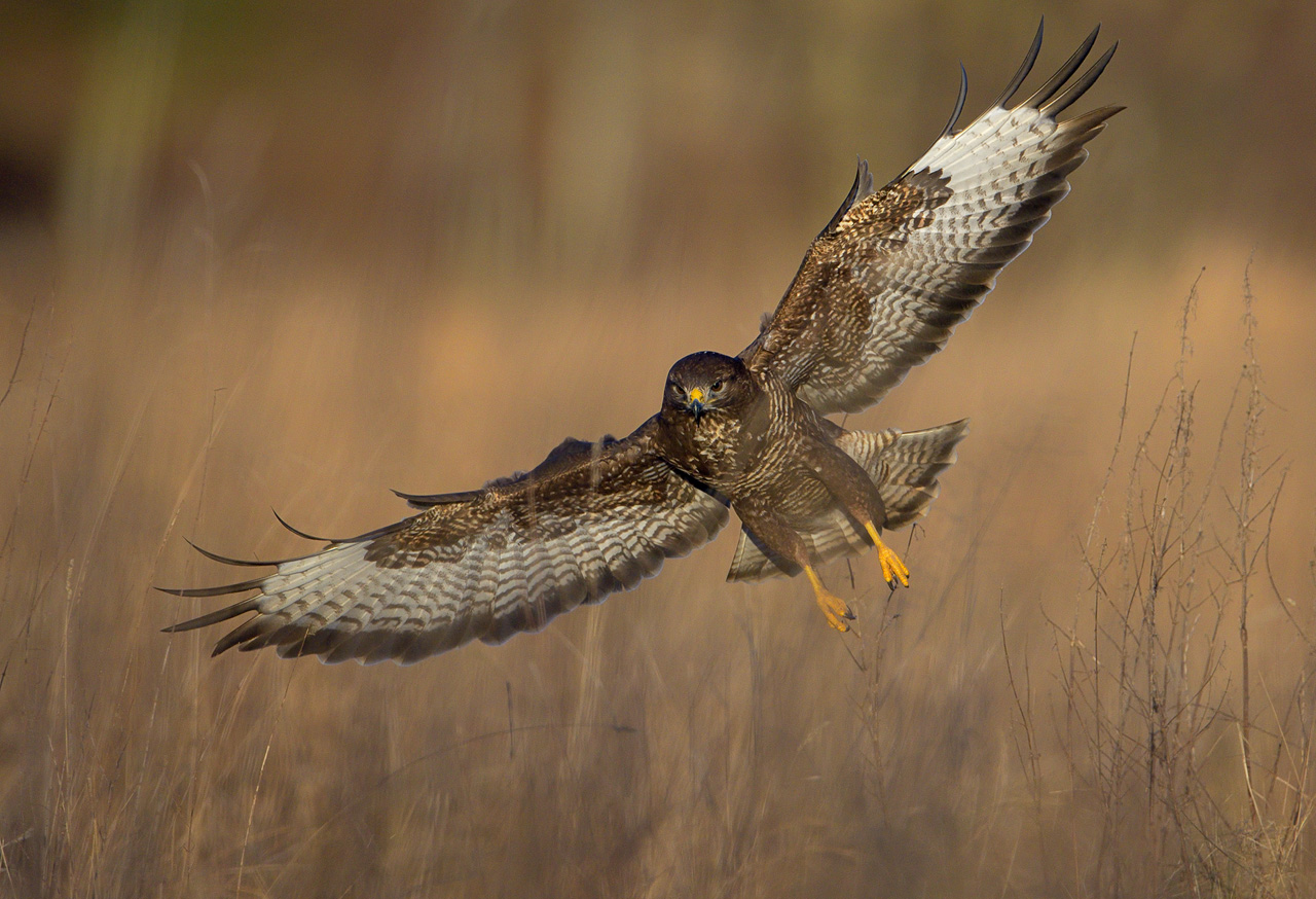 Ormvrk - Common Buzzard (Buteo buteo)