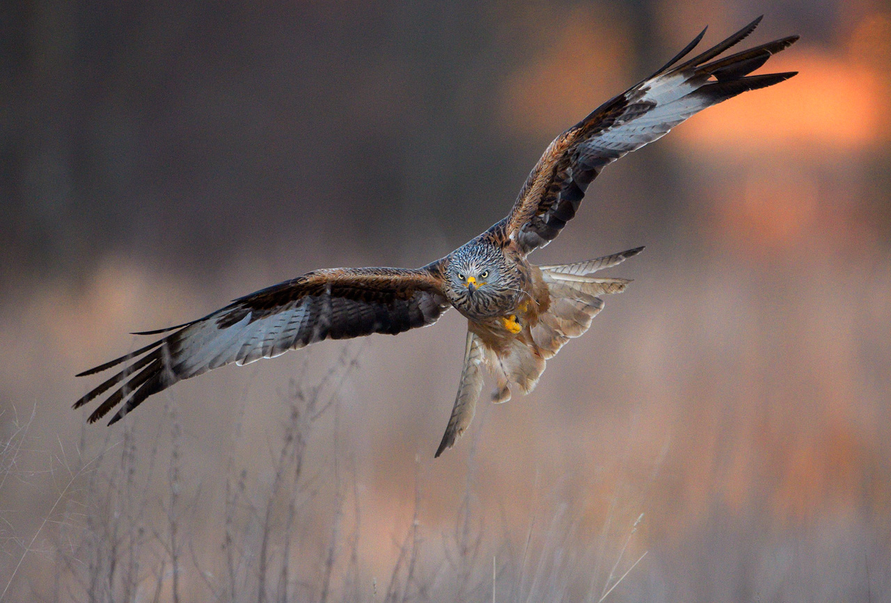 Glada (Milvus milvus) - Red Kite