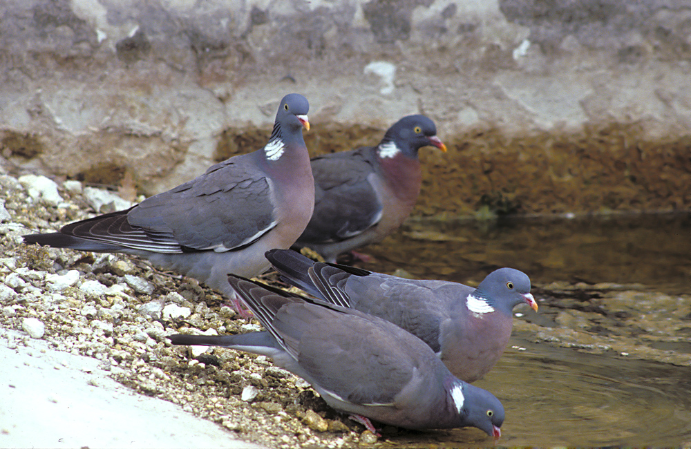 Colombacci (Woodpigeon)_13.jpg