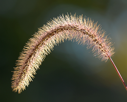 Autumn Weed_3553.jpg