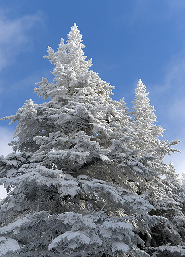 Sticky Snow_4773.jpg