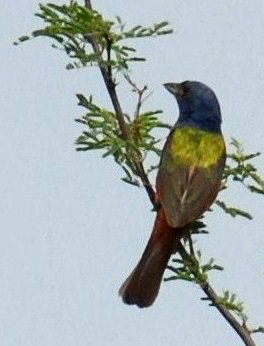716cooks 065paintedbunting2web.jpg