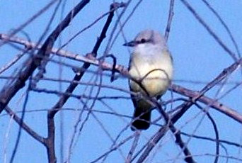 725cooks 015birdweb2.jpg