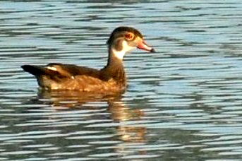 86cooks 012youngwoodduckweb.jpg
