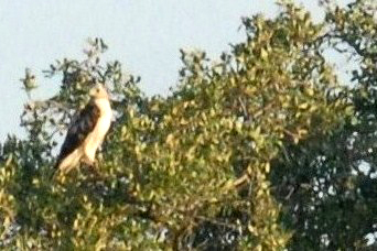86cooks 019redtailedhawkweb.jpg