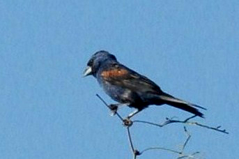 88cooks 038bluegrosbeakweb.jpg