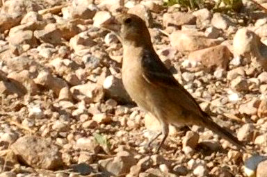 815cooks 107bluegrosbeakweb.jpg