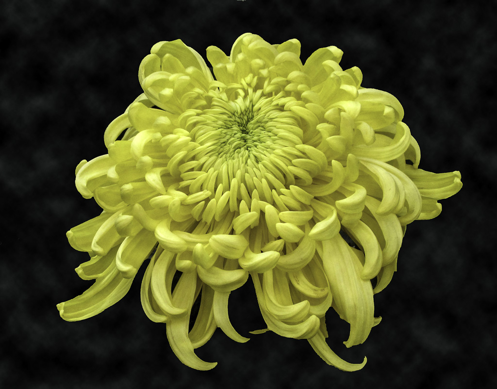 Chrysanthemum .jpg