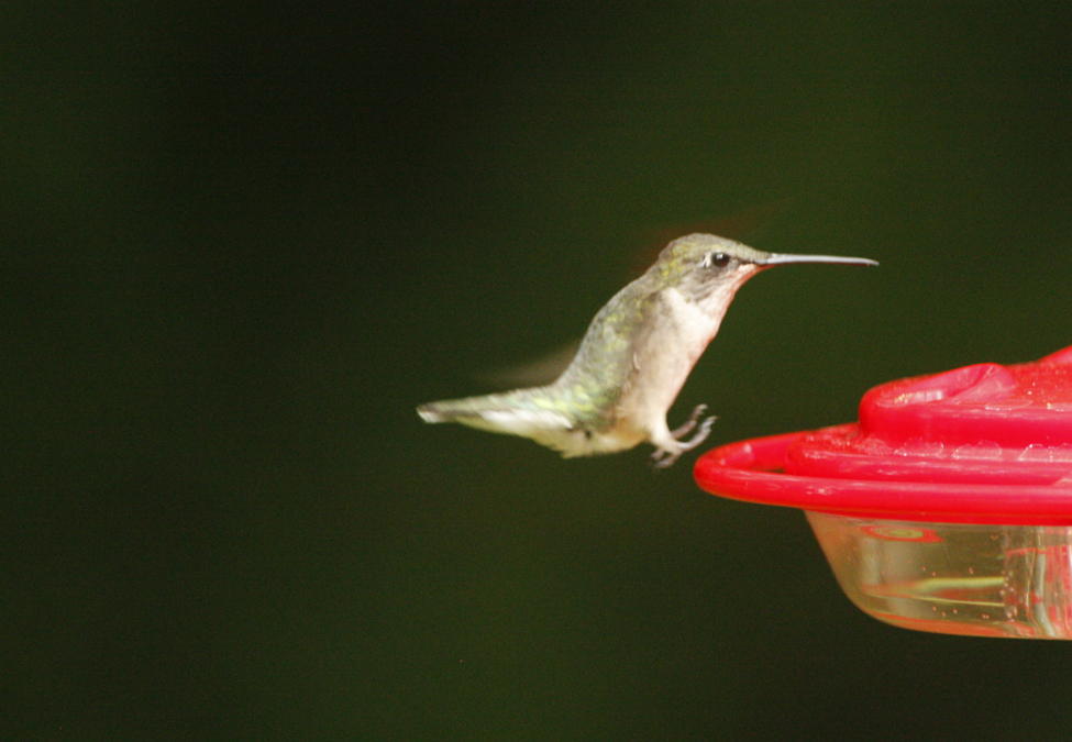 Hummer _MG_0415.jpg