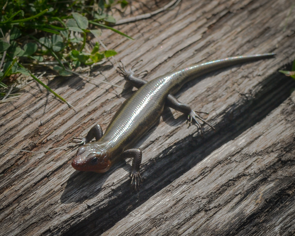 Anole Charlottesburg.jpg
