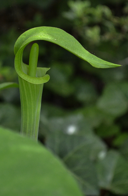 Jack in Pulpit.jpg
