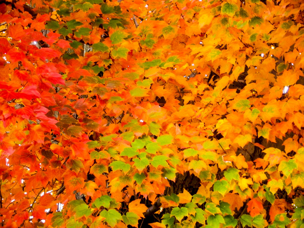 Leaves.jpg