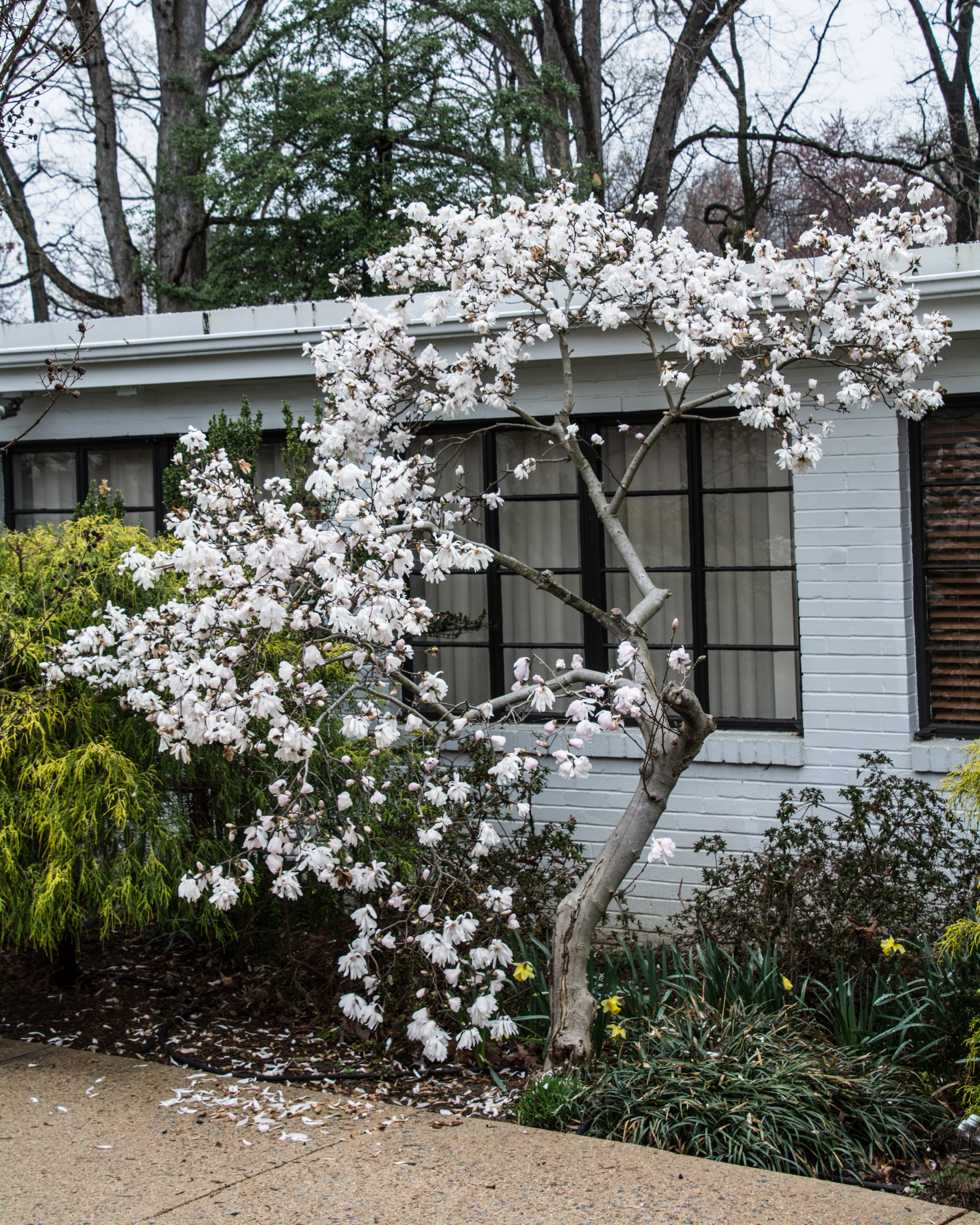Magnolia Tree at Olli.JPG