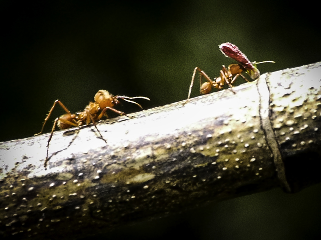 Ant X-ing.jpg