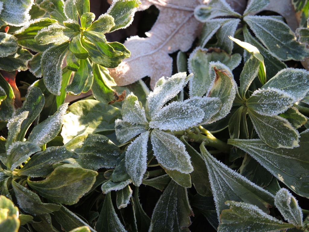 January Frost 2015.jpg