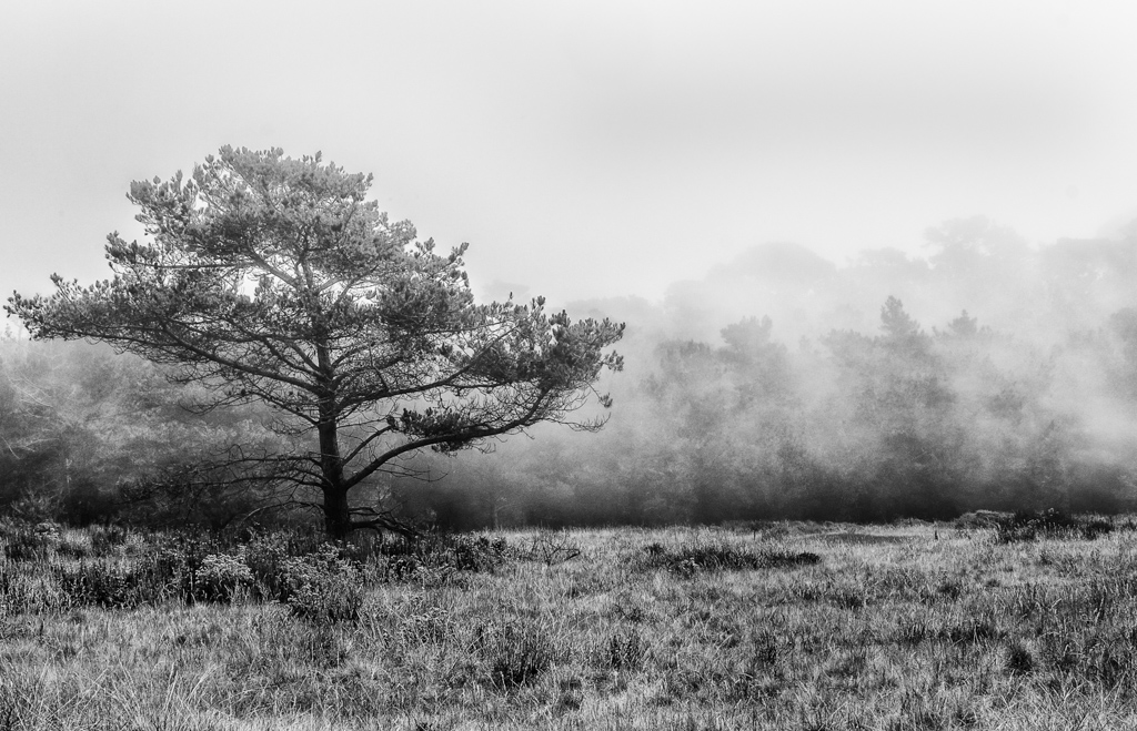 Foggy Afternoon.jpg