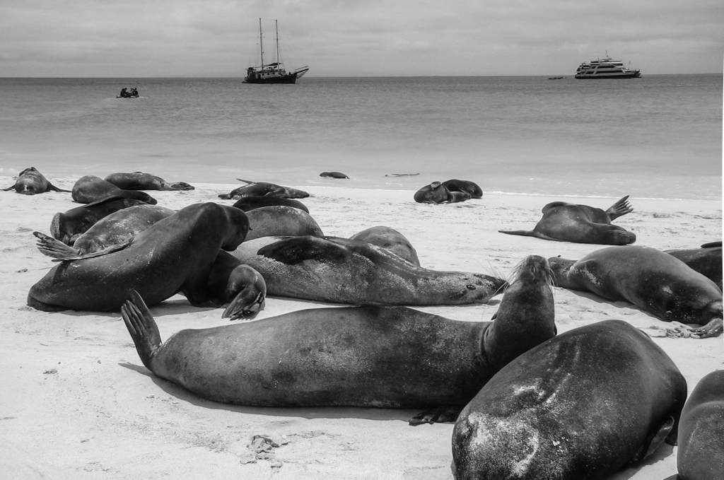 Galapagos.jpg
