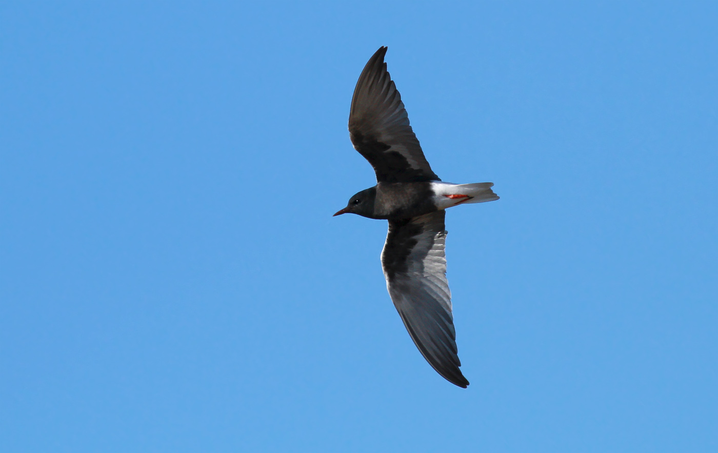 White-winged Black Tern / Vitvingad tärna (Chlidonias leucopterus)