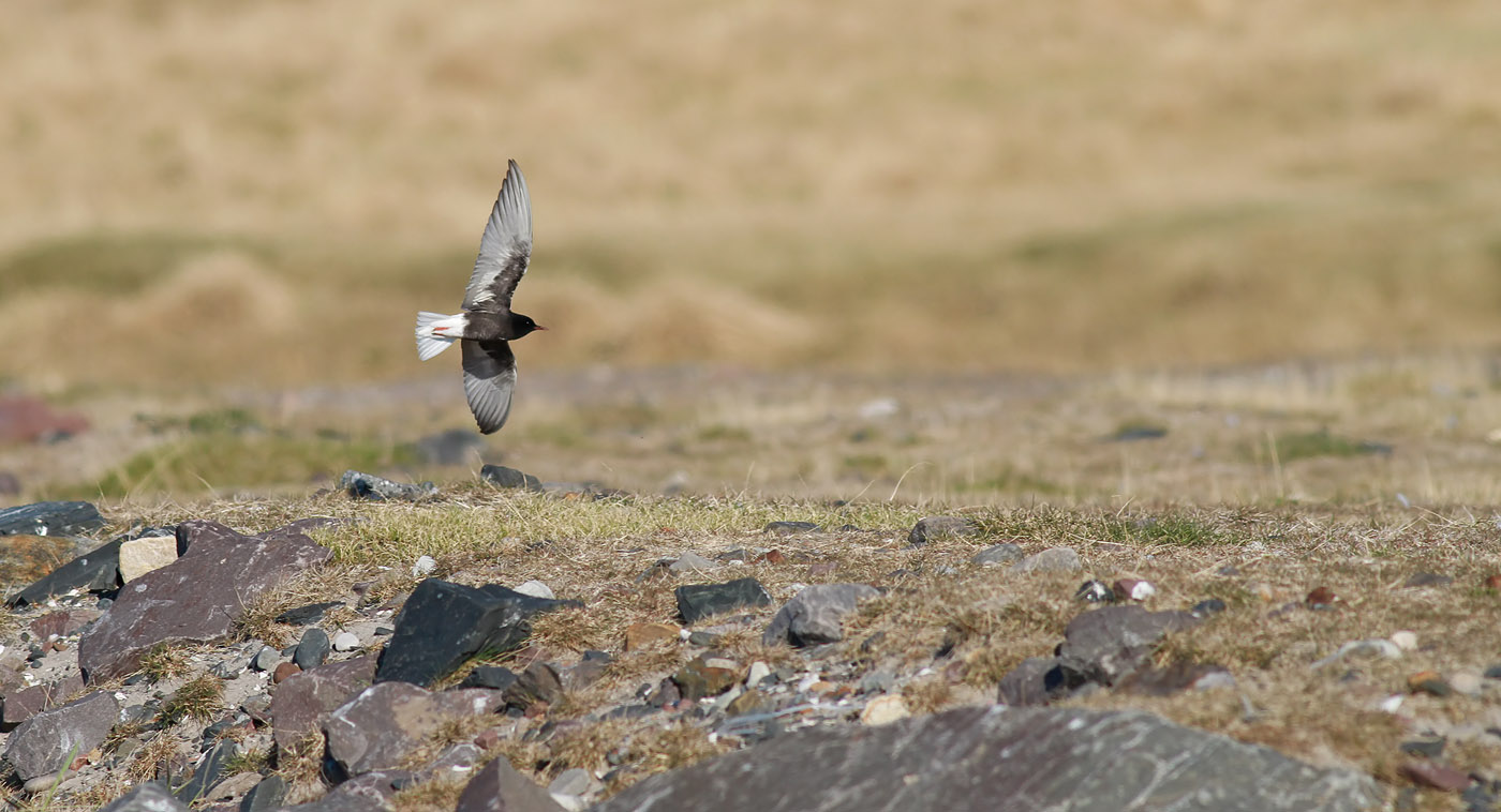 White-winged Black Tern / Vitvingad tärna (Chlidonias leucopterus)