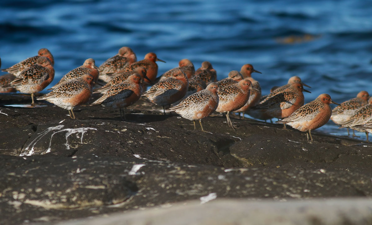 Knot / Kustsnäppa (Calidris canutus)