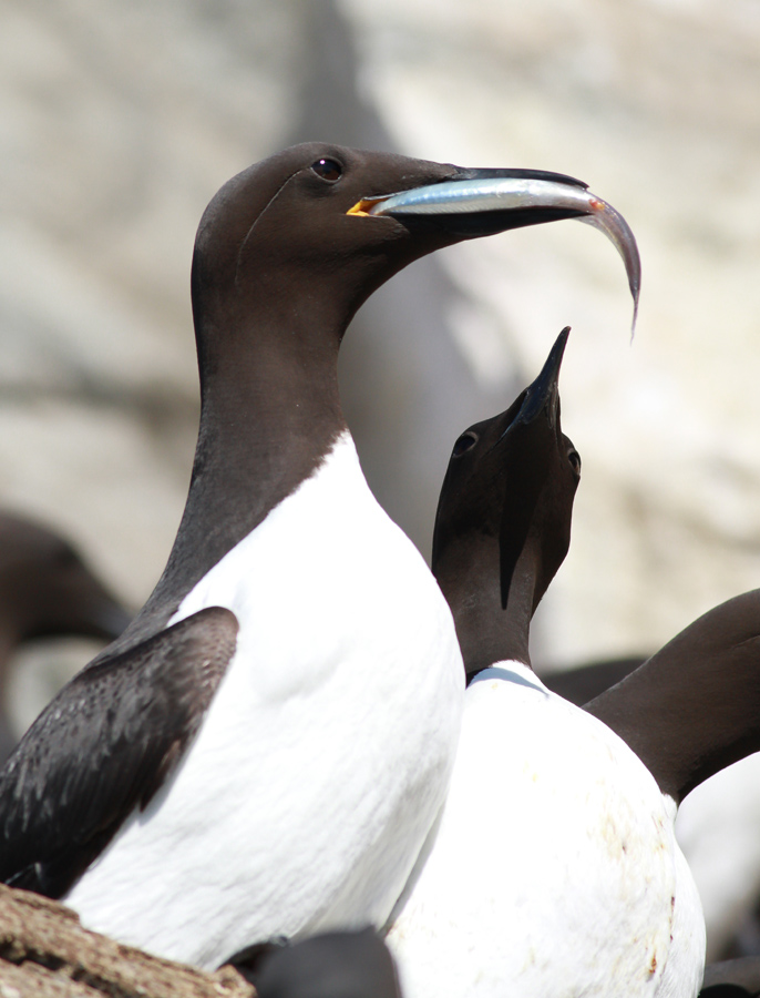 Guillemot / Sillgrissla (Uria aalge)