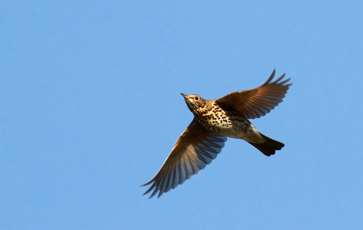 Song Thrush / Taltrast (Turdus philomelos)