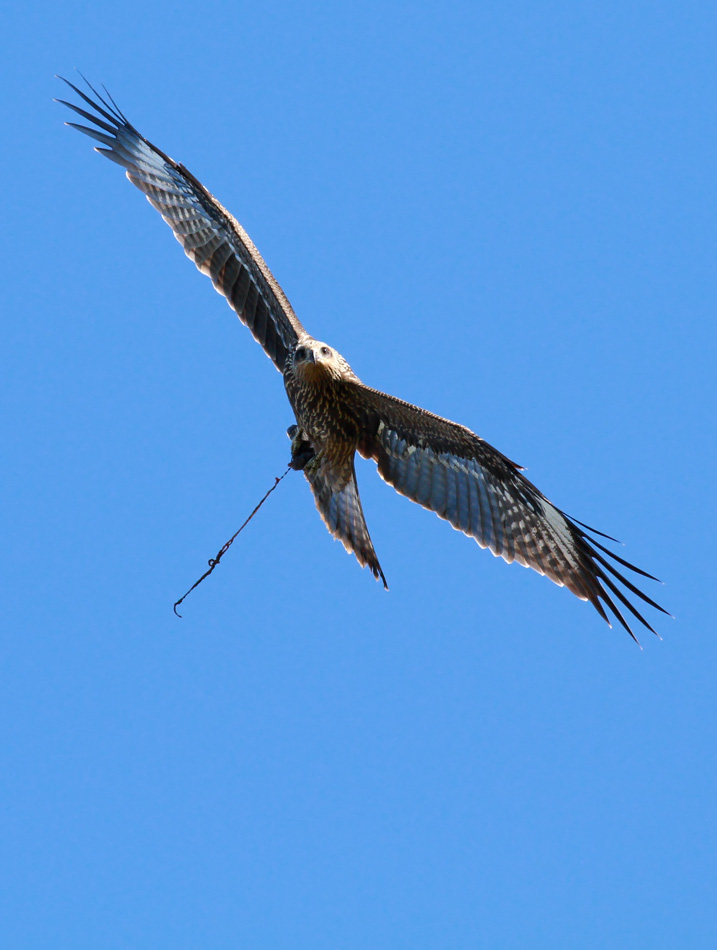 Black Kite / Brun glada (Milvus migrans)