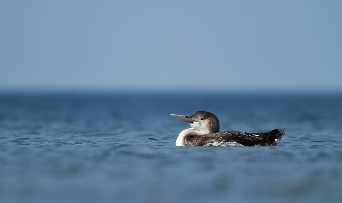 White-billed Diver / Vitnäbbad islom (Gavia adamsii)