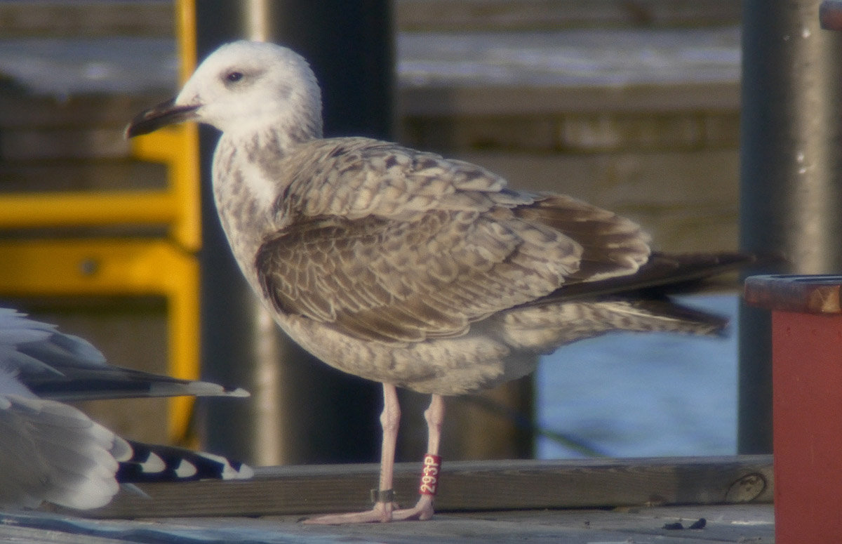 Caspian Gull / Kaspisk trut (Larus cachinnans)