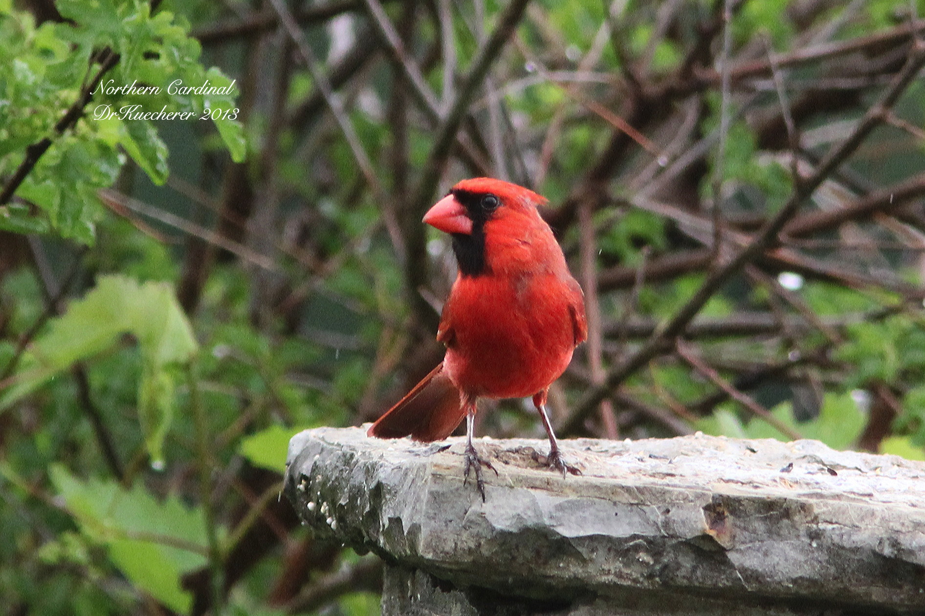 Northern Cardinal 