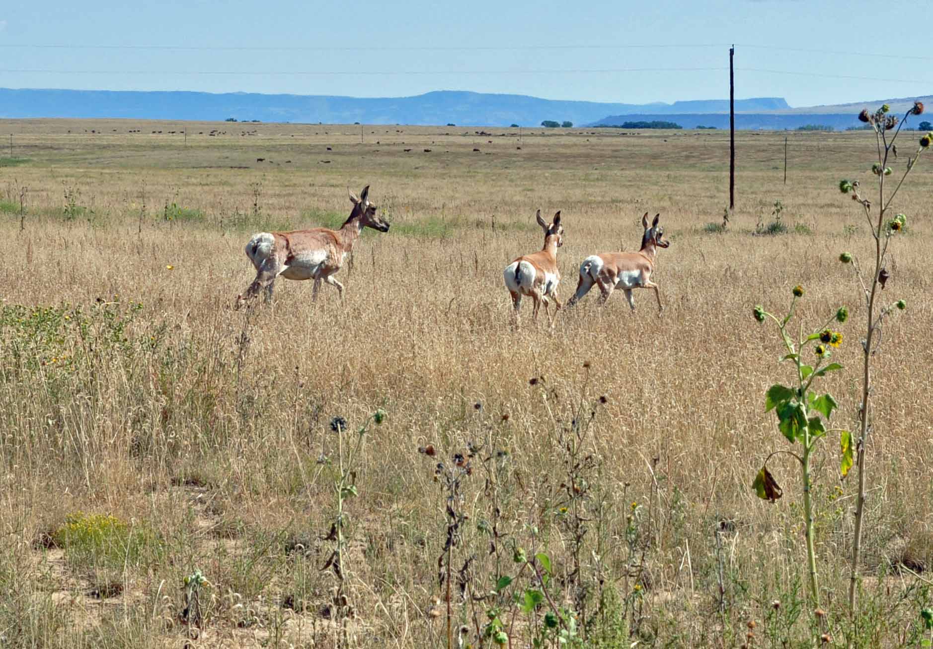 Maxwell National Wildlife Refuge