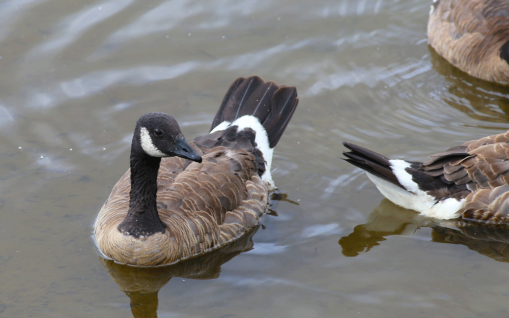 Canada-goose.gif