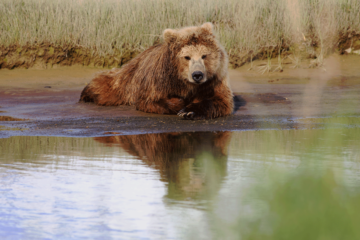 Brown-bear-in-Katmai-NP-2.gif