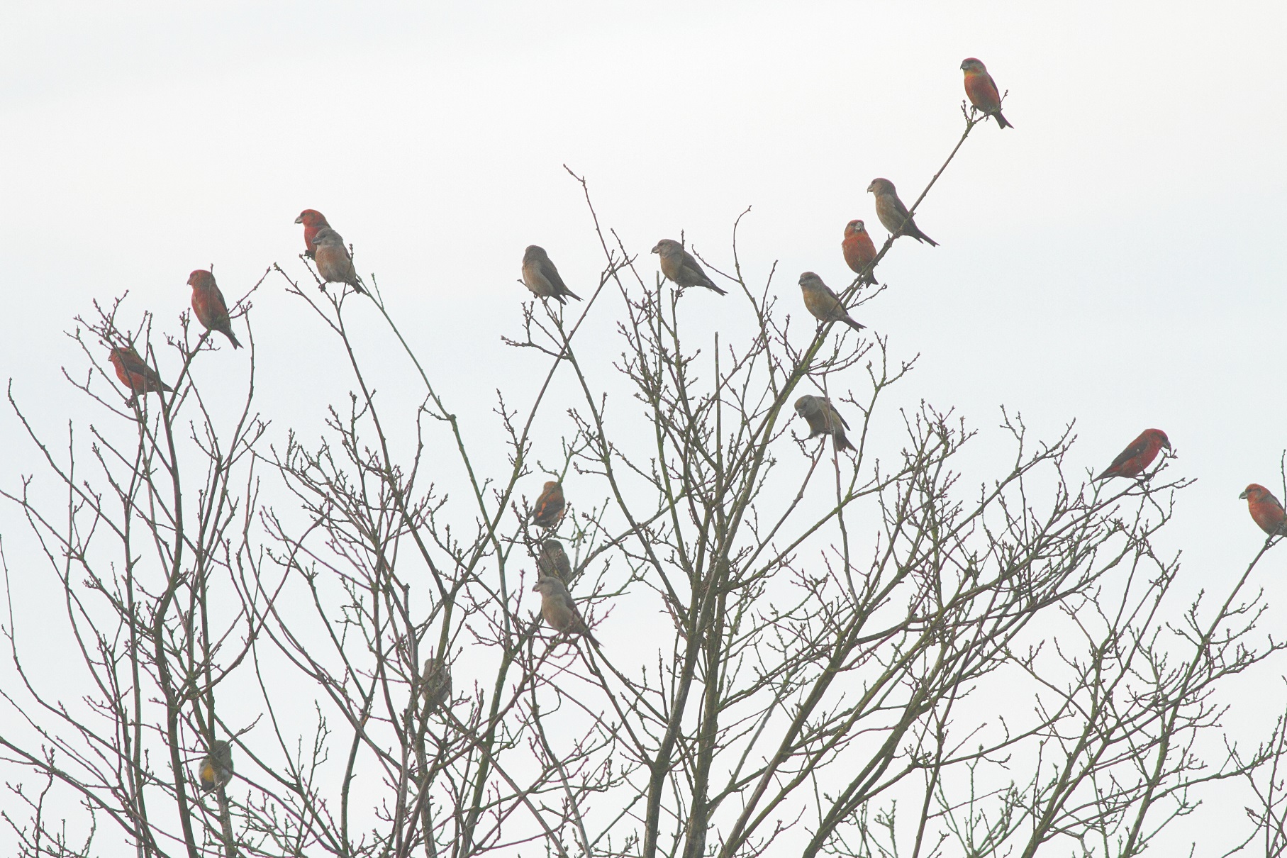 Grote kruisbek / Parrot crossbill
