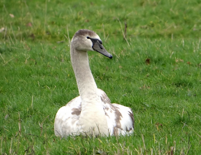 Knobbelzwaan (Mute Swan)