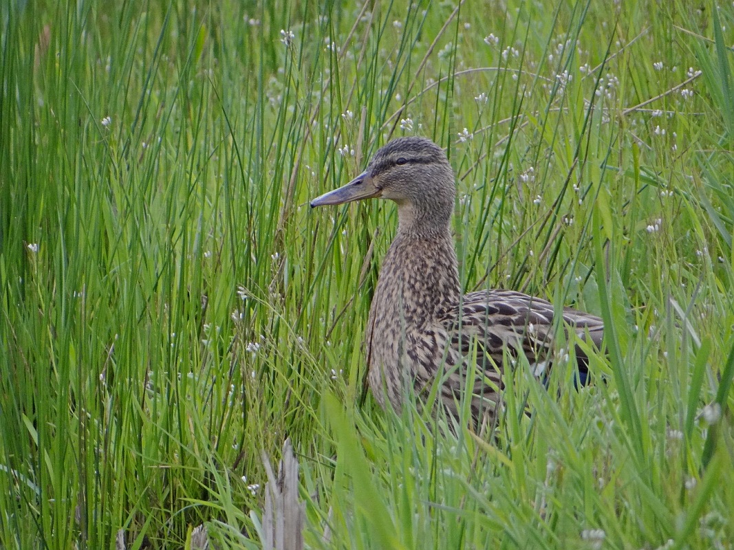 Wilde Eend (Mallard)