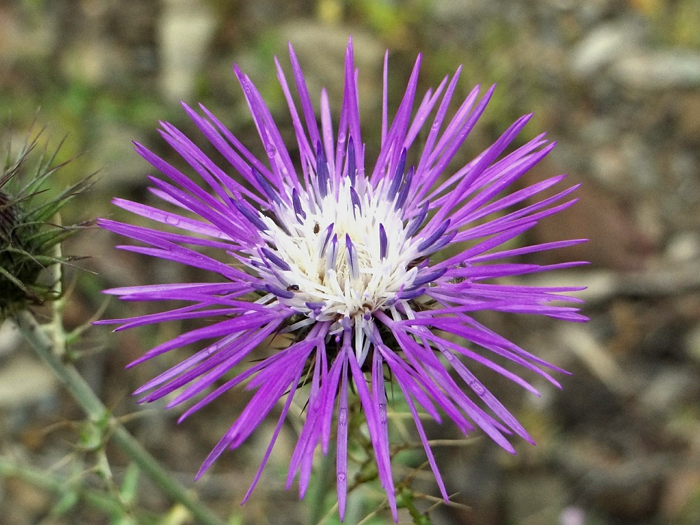 Galactites tomentosa