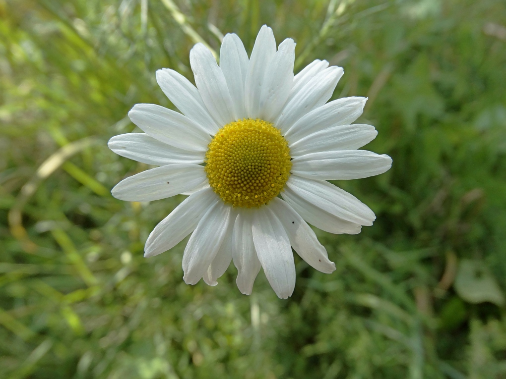 Gewone Margriet (Leucanthemum vulgare)