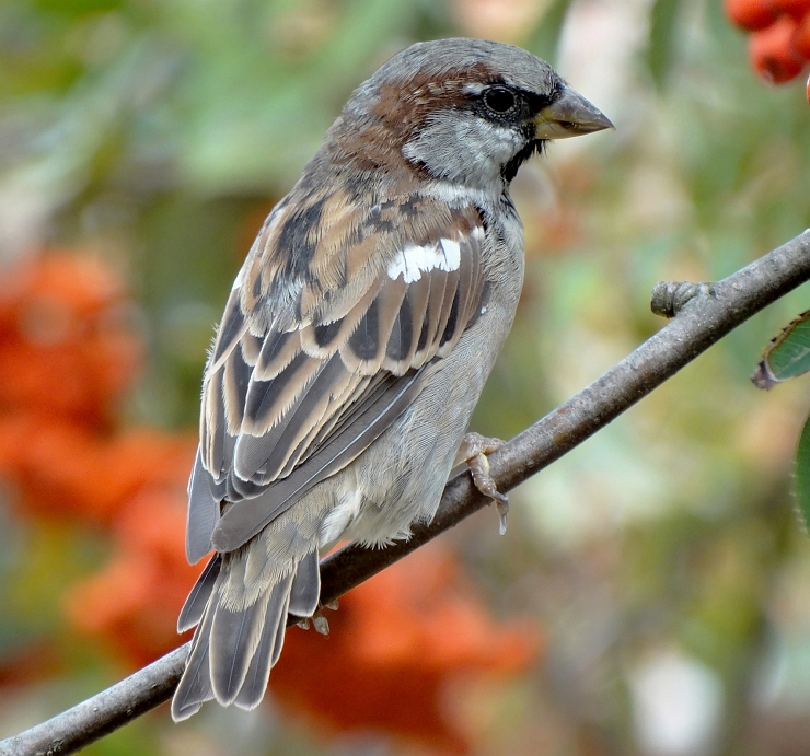 Huismus (House Sparrow)