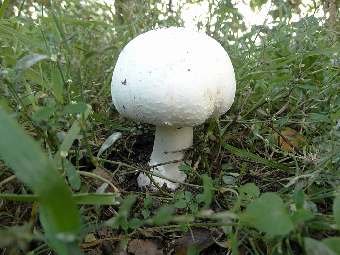 Weidechampignon (Agaricus campester)